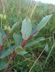 Salix kazbekensis