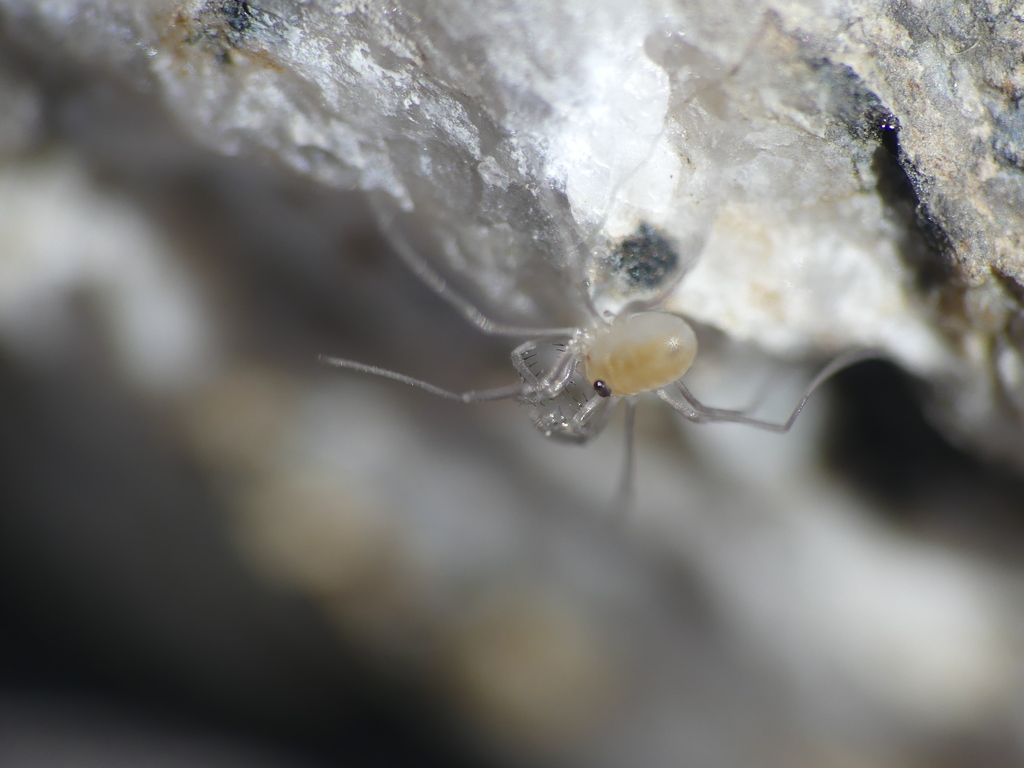 Dicranopalpus gasteinensis