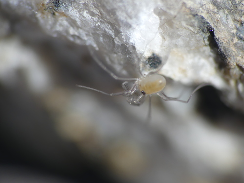 Dicranopalpus gasteinensis