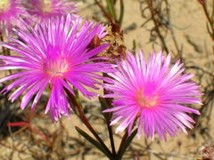Lampranthus tenuifolius