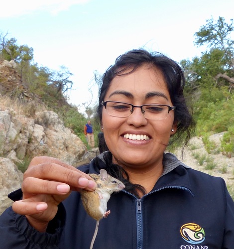 Peromyscus eva