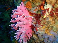 Stylaster nobilis