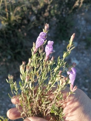 Dracocephalum peregrinum