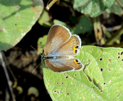 Euchrysops cnejus