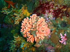 Stylaster nobilis