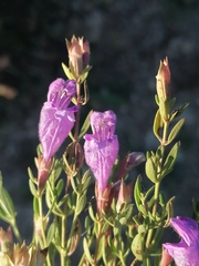 Dracocephalum peregrinum