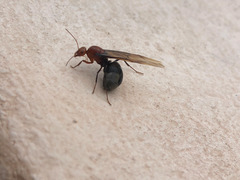 Myrmecocystus mendax
