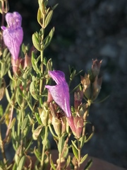 Dracocephalum peregrinum