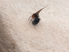 Myrmecocystus mendax
