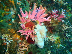Stylaster nobilis