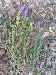 Dracocephalum peregrinum