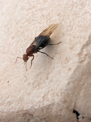 Myrmecocystus mendax