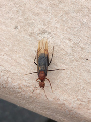 Myrmecocystus mendax