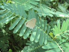 Euchrysops cnejus
