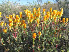 Lampranthus stanfordiae