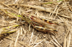 Arcyptera microptera