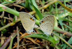 Euchrysops cnejus