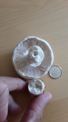 Lepiota naucina