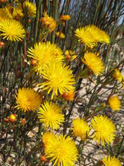 Lampranthus stanfordiae