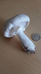 Lepiota naucina