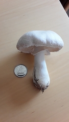 Lepiota naucina