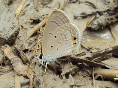 Euchrysops cnejus