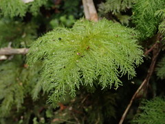 Dendrohypopterygium filiculiforme