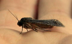 Spodoptera exempta