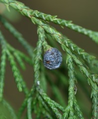 Trisetacus batonrougei