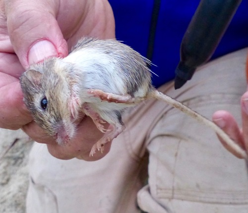 Spiny Pocket Mouse
