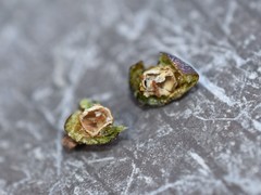 Trisetacus batonrougei