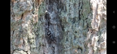 Latonigena