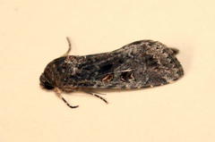 Spodoptera exempta