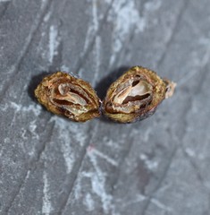 Trisetacus batonrougei