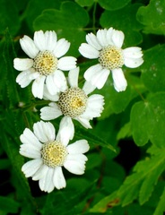 Achillea ptarmica macrocephala