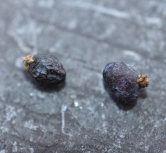 Trisetacus batonrougei