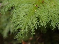 Dendrohypopterygium filiculiforme