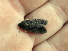 Spodoptera exempta