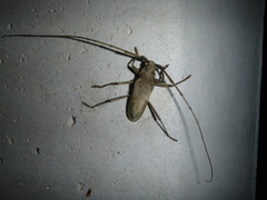 Susuacanga stigmatica