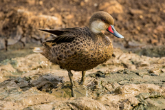 Anas bahamensis galapagensis