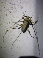 Susuacanga stigmatica