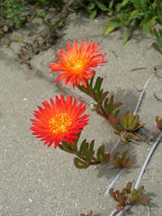 Lampranthus fergusoniae
