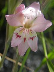 Gladiolus martleyi