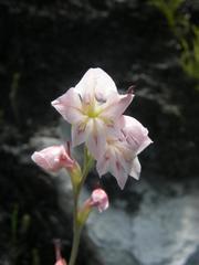 Gladiolus martleyi
