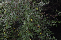 Solanum phoxocarpum image