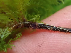 Dendrohypopterygium filiculiforme