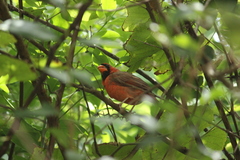 Cardinalis cardinalis