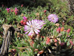 Lampranthus debilis