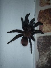 Tliltocatl epicureanus