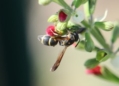 Parancistrocerus fulvipes